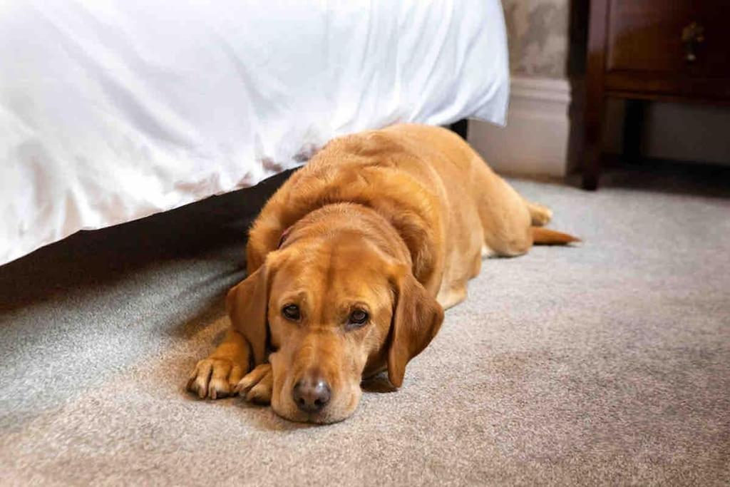 The Stanley Suite 1 Bedroom Apt Dog Friendly Patio 해러게이트 외부 사진
